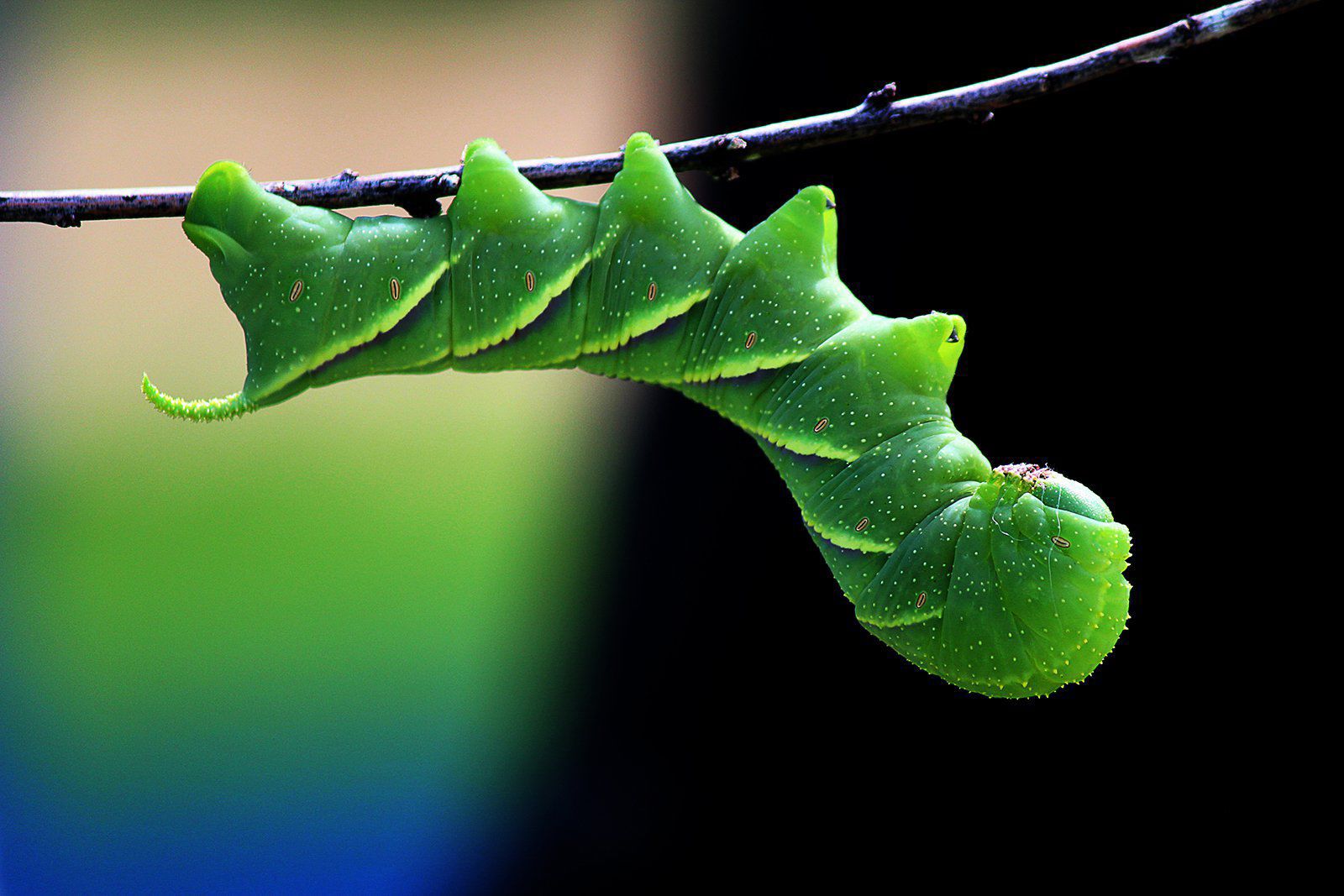 2017 Adventures in Nature photography contest